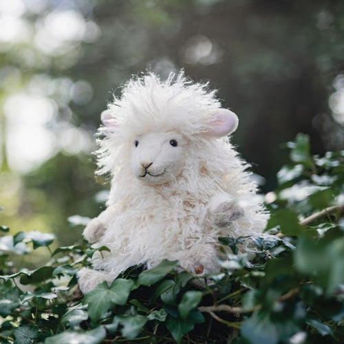 Beryl The Lamb!