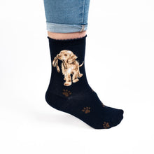 Hopeful Dog Socks!